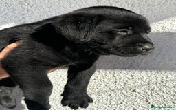 Labrador Retriever perros en venta: LABRADORES RETRIEVER - Imagen 8