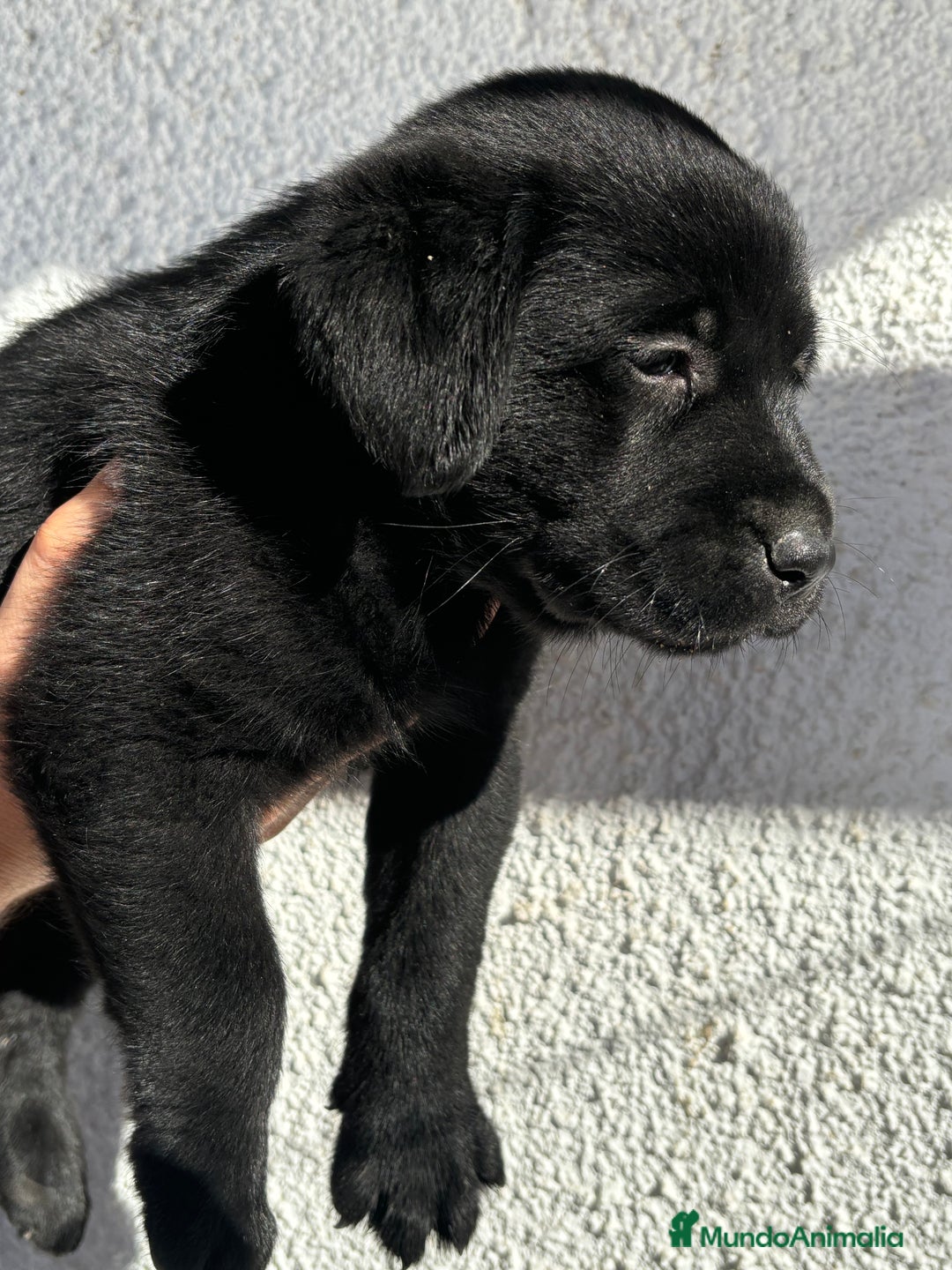 Labrador Retriever perros en venta: LABRADORES RETRIEVER - Imagen 8