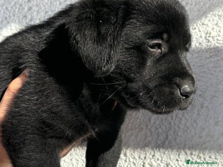 Labrador Retriever perros - Anuncio 16