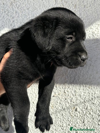 Labrador Retriever perros - Anuncio 13