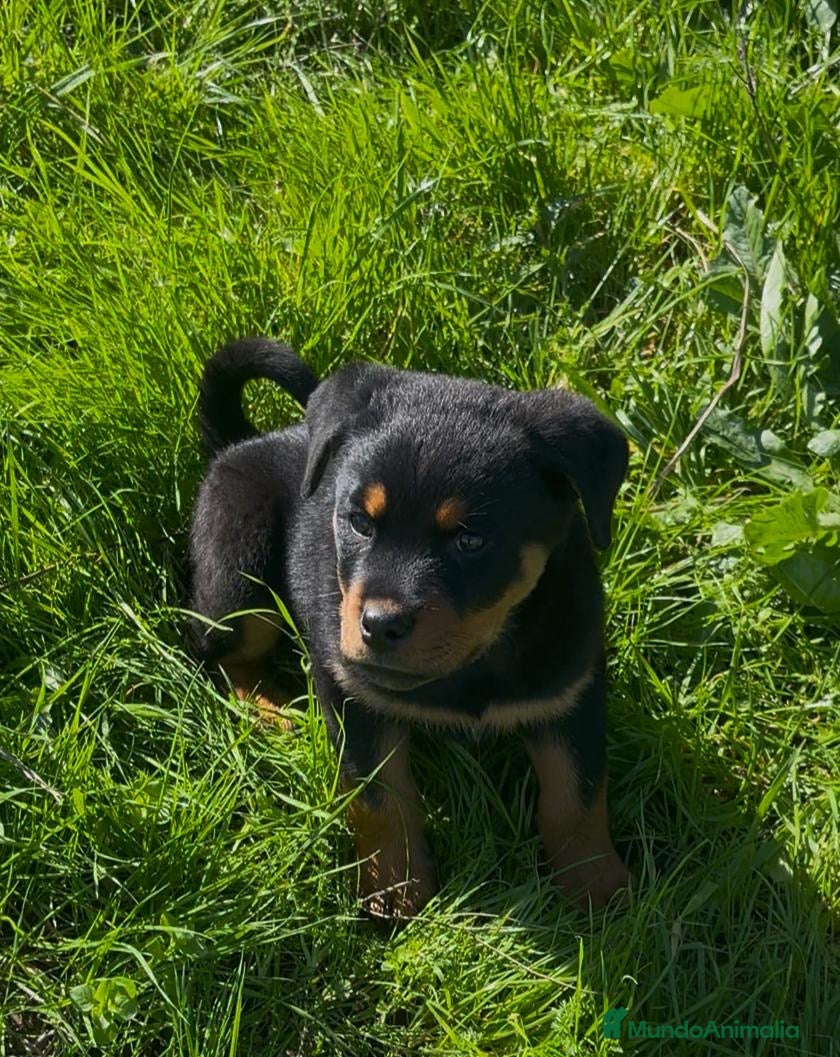 Rottweiler perros Preciosos Rottweiler - Anuncio 2