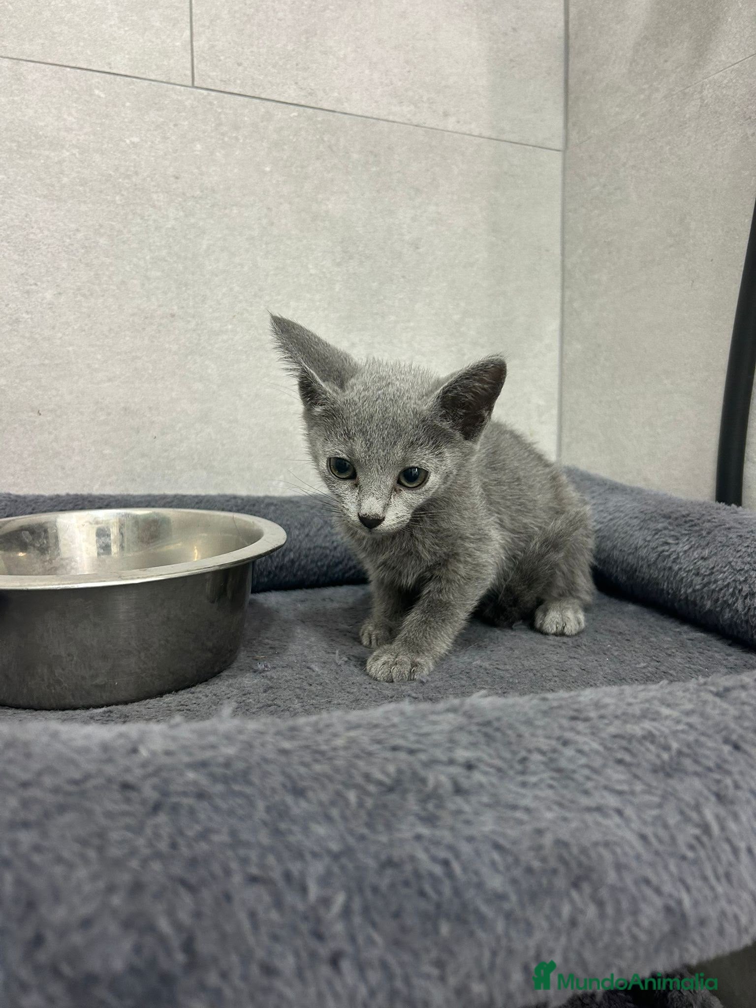 Azul Ruso gatos Hembra de azul ruso - Anuncio 4
