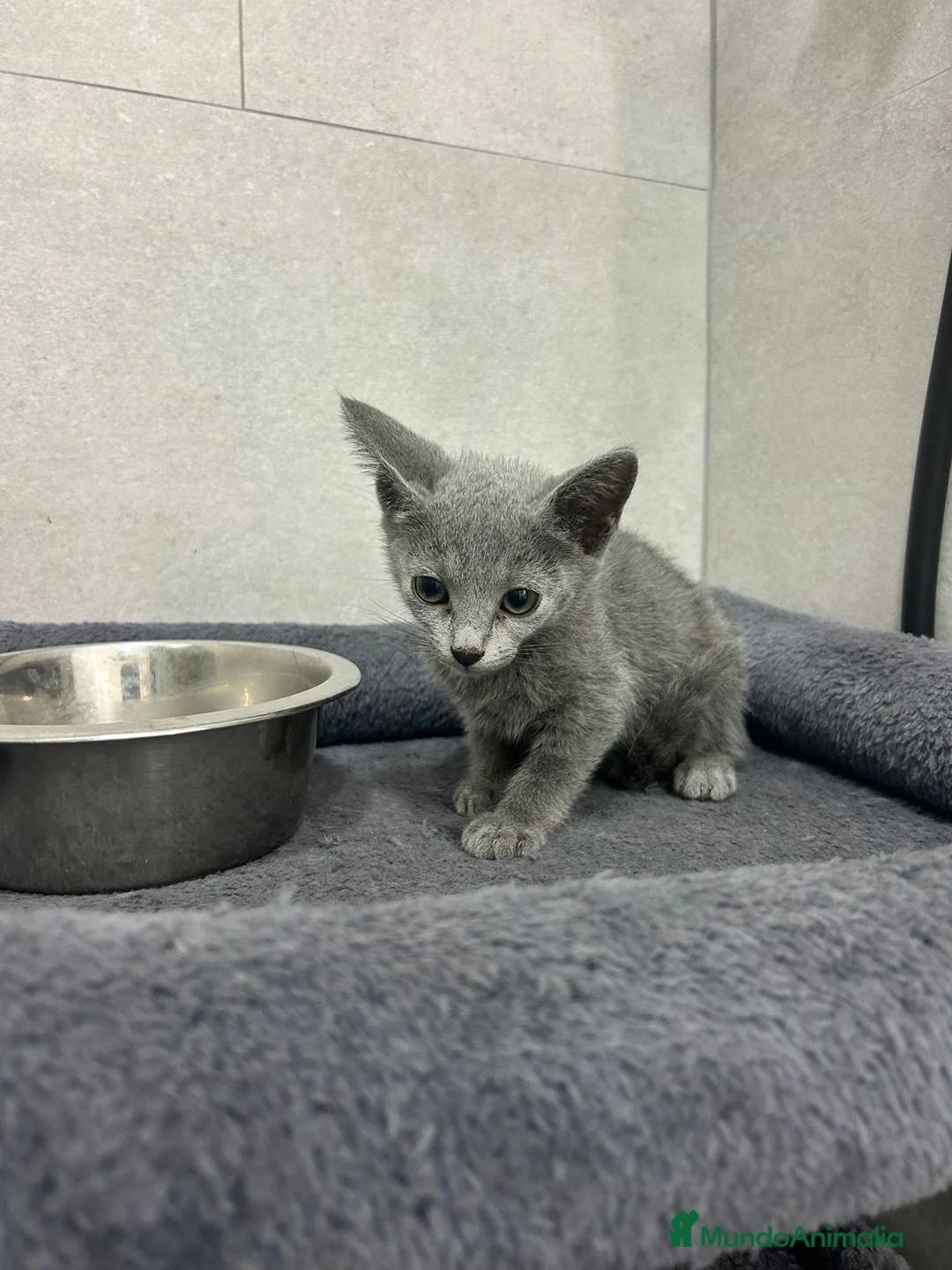 Azul Ruso gatos en venta: Hembra de azul ruso - Anuncio 1