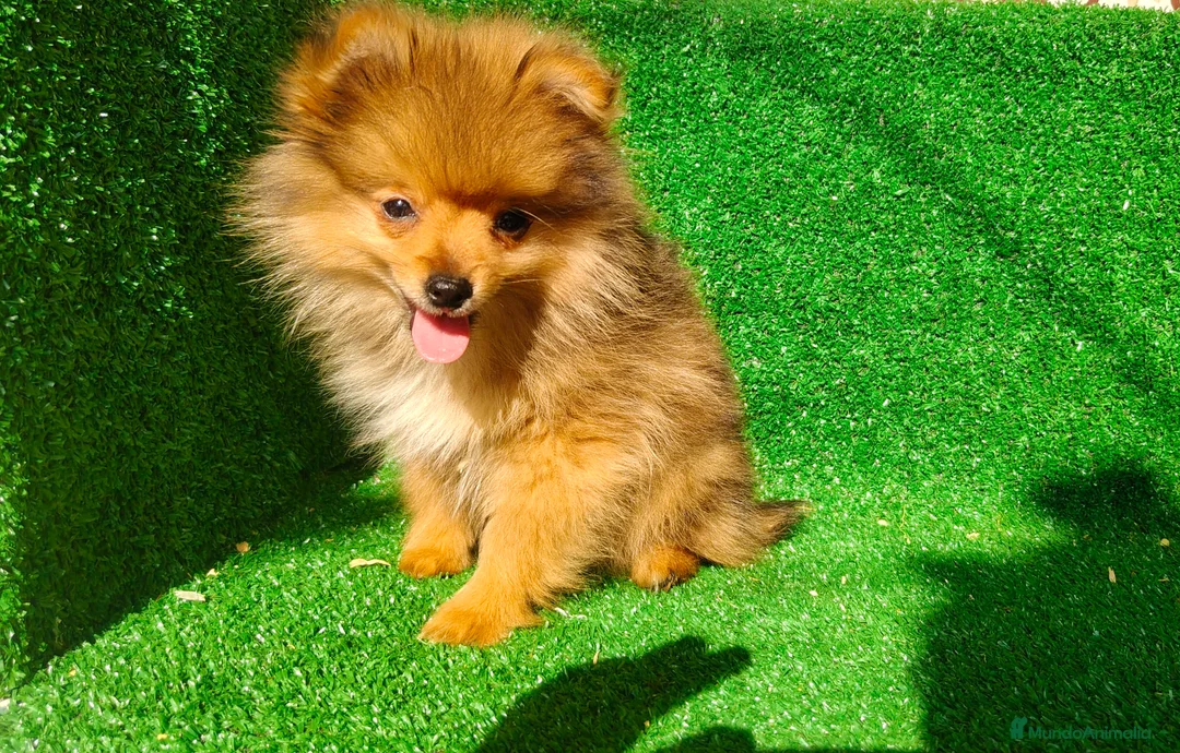 Pomerania perros en venta: Pomerania  - Anuncio 23