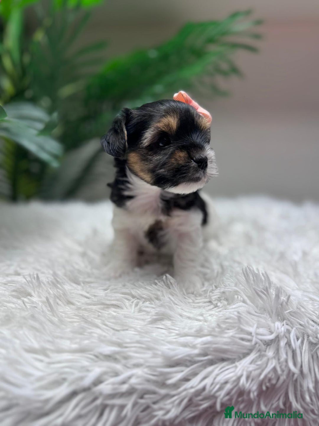 Yorkshire Terrier perros en venta: YORKSHIRE BIEWER HEMBRA - Anuncio 12