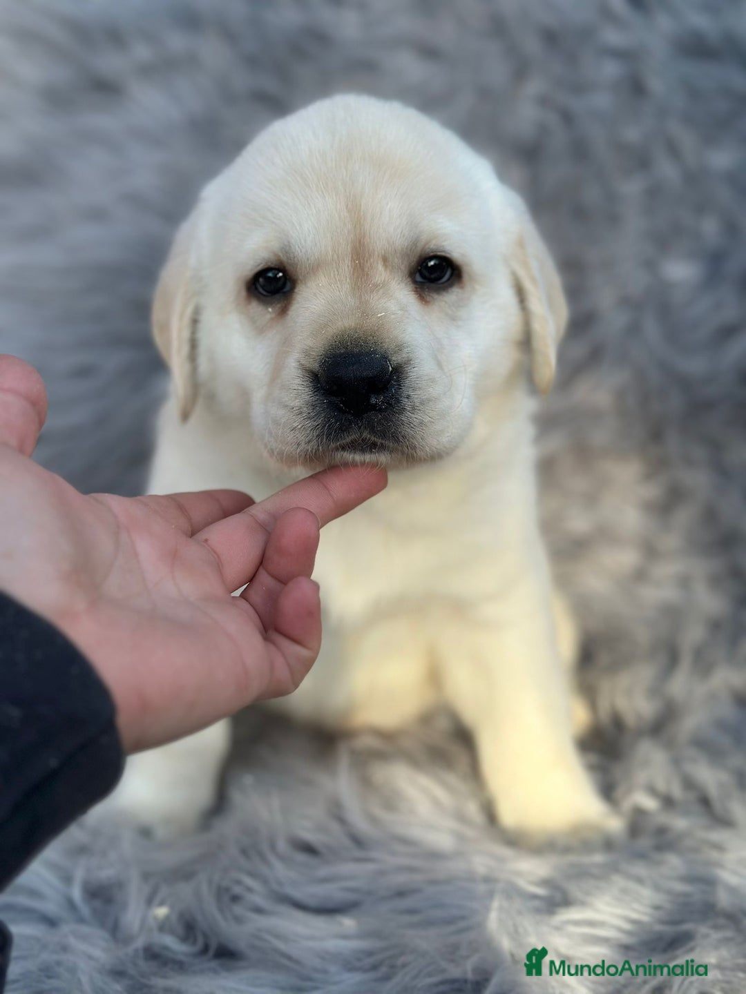 Labrador Retriever perros en venta: Labrafor amarillo  - Anuncio 3