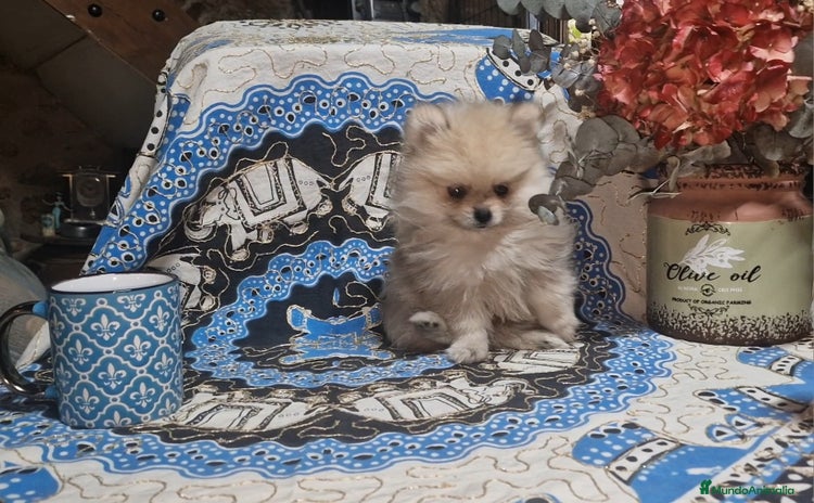 Pomerania perros - Anuncio 2