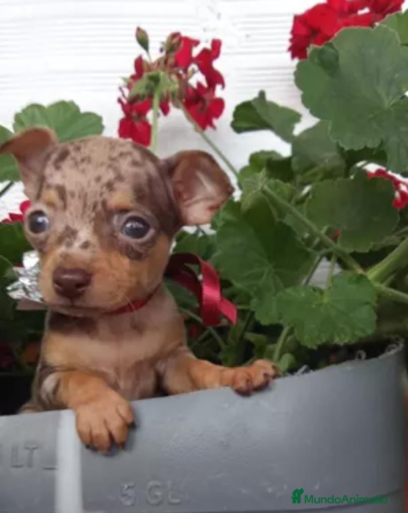 Pinscher Miniatura perros Pincher miniatura merle en Badajoz - Anuncio 12