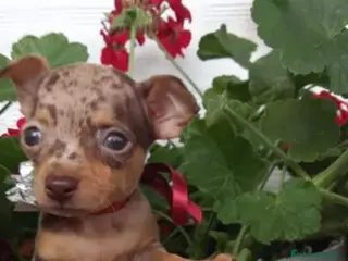 Pinscher Miniatura perros Pincher miniatura merle en Badajoz - Anuncio 19