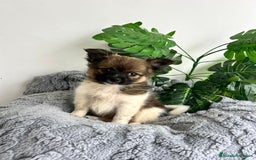 Pomchi perros en venta: Pomchi mini - Imagen 3