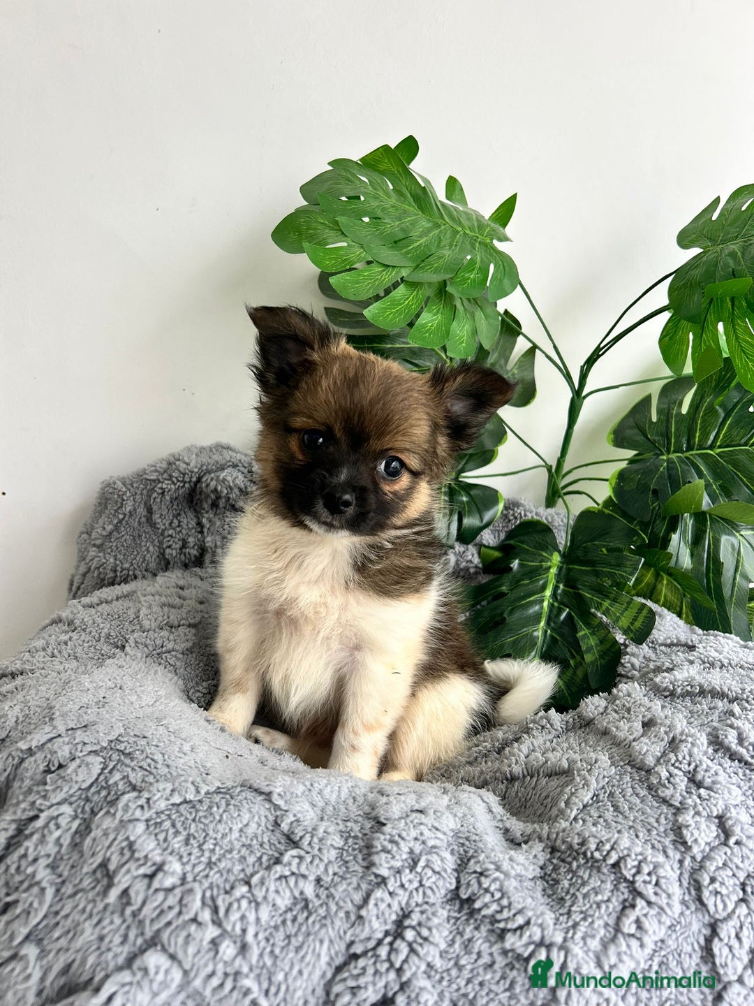 Pomchi perros en venta: Pomchi mini - Imagen 3
