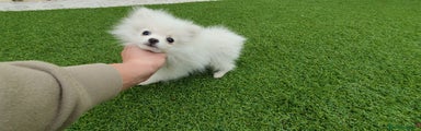 Pomerania Cachorro 1