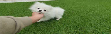 Pomerania Cachorro 1