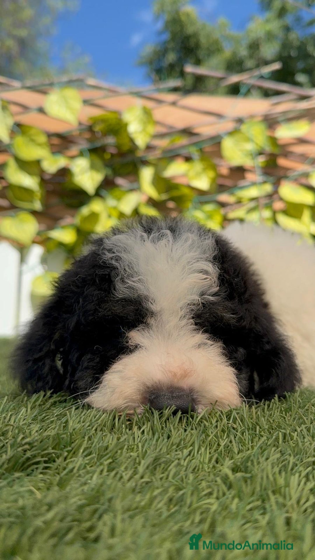 Perro de Agua Español perros en venta: PERRO DE AGUA MACHO - Imagen 3