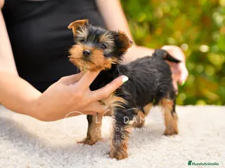 Yorkshire Terrier perros Yorkshire terrier - Anuncio 2