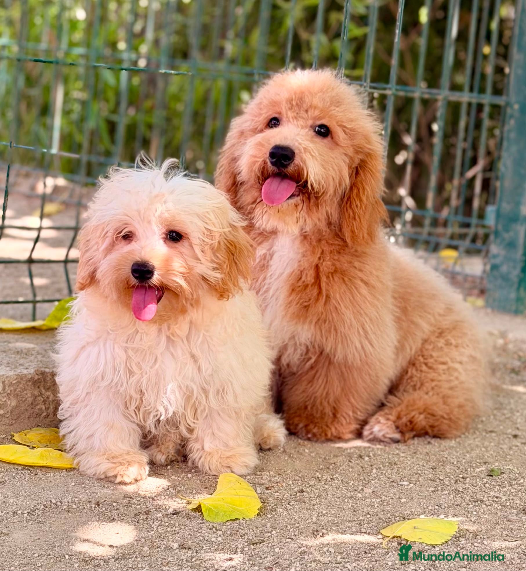 Maltipoo perros MALTIPOO - Anuncio 2