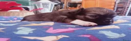 Chihuahua perros en venta: Camada Sopa Chihuahua  - Anuncio 6