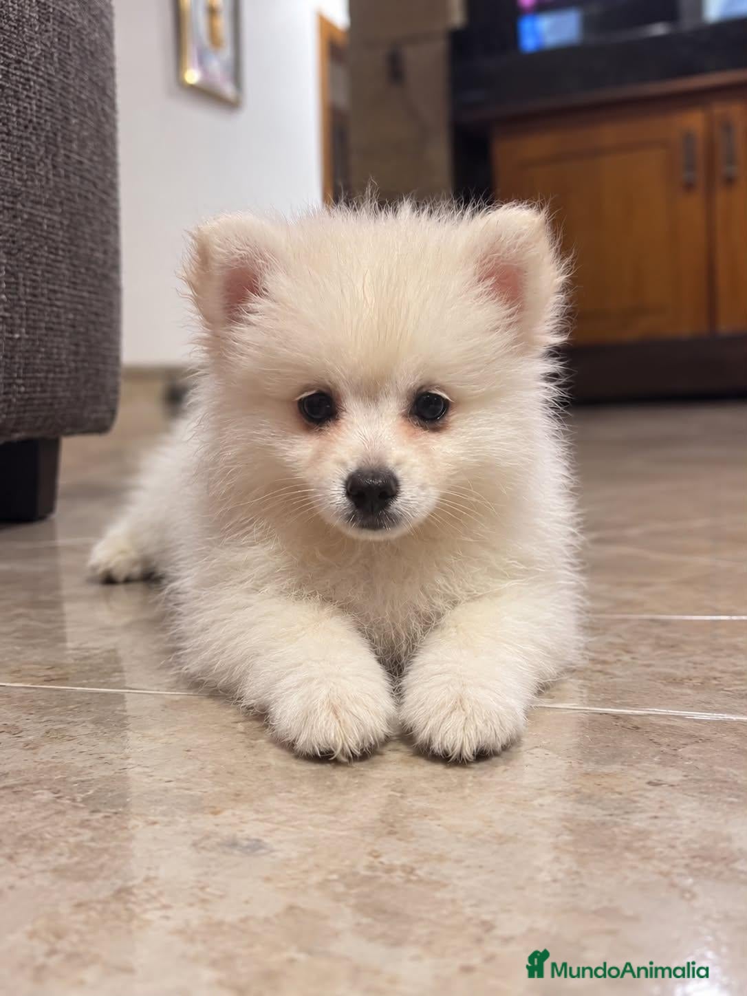 Pomerania perros Pomerania  - Anuncio 18