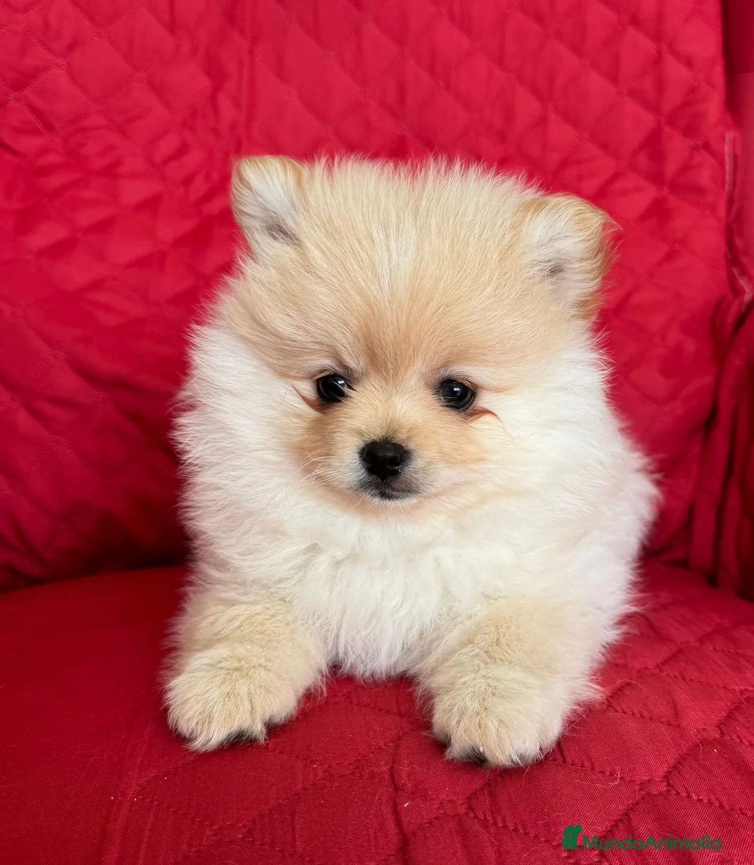 Pomerania perros en venta: Cachorros Pomerania criados en ambiente familiar - Anuncio 5