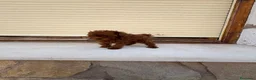 Caniche Toy perros en venta: Caniche Toy rojo intenso  - Anuncio 3