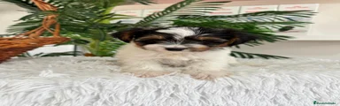 Yorkshire Terrier 1