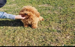 Caniche Toy perros en venta: ⚜️ caniche toy y enano 50 %asiatico ⚜️ - Imagen 5