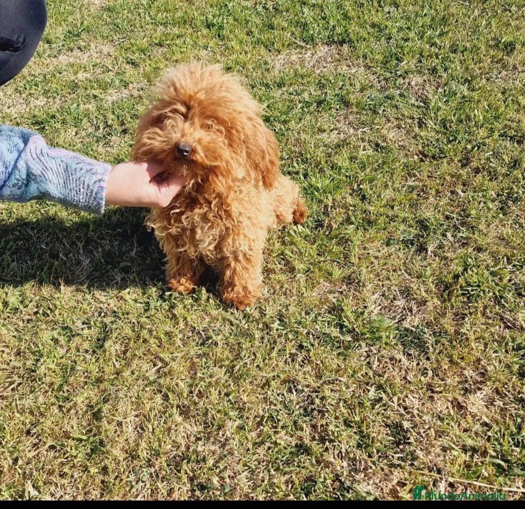 Caniche Toy perros en venta: ⚜️ caniche toy y enano 50 %asiatico ⚜️ - Imagen 5