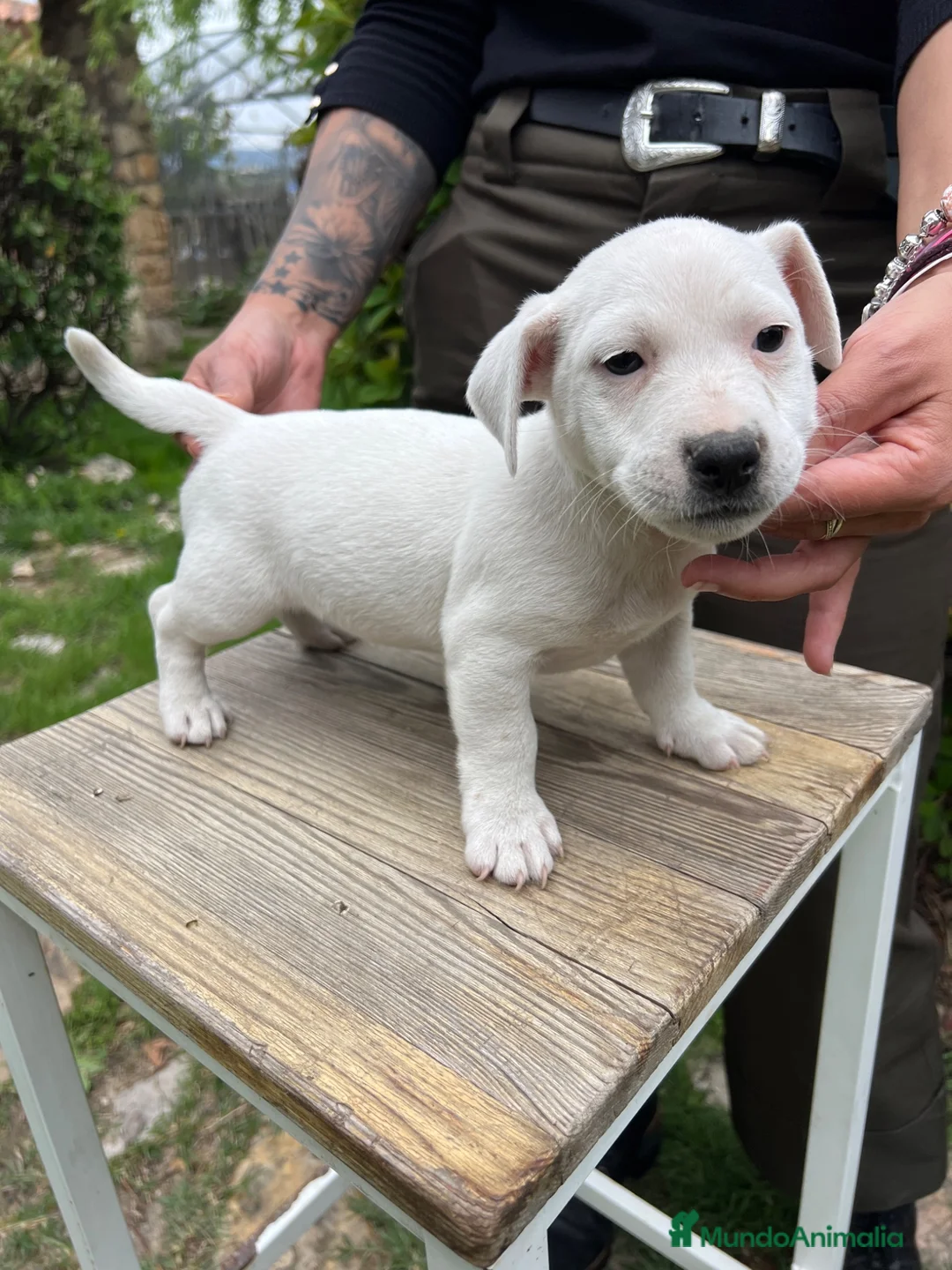 Jack Russell Terrier perros en venta: Jack Russell puro 400€ precio real!  - Anuncio 2