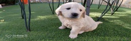 Golden Retriever perros en venta:  GOLDEN RETRIEVER ( 621123874 ) - Anuncio 8