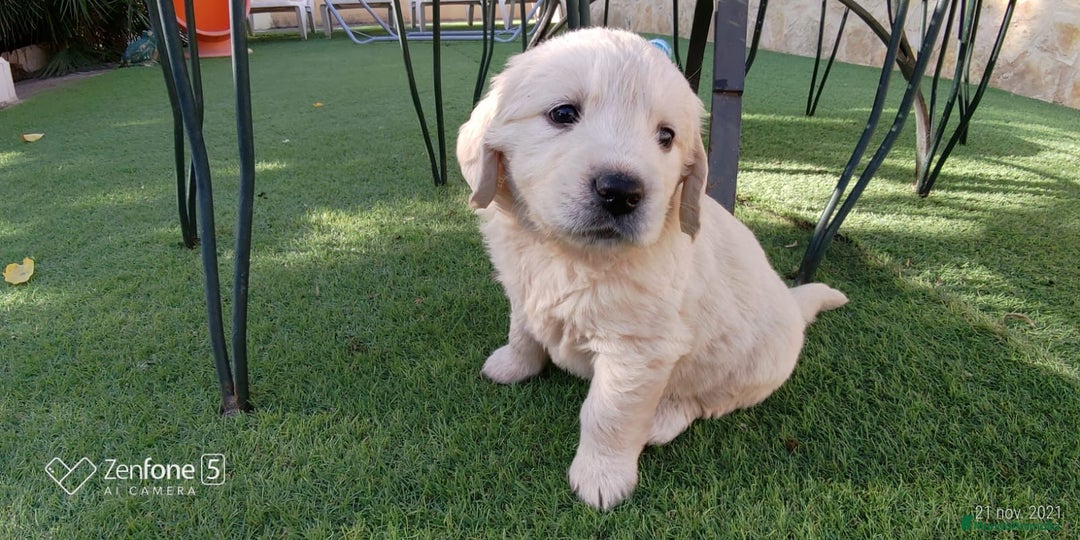Golden Retriever perros en venta:  GOLDEN RETRIEVER ( 621123874 ) - Anuncio 8