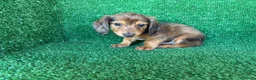 Teckel Miniatura perros en venta: teckel miniatura - Anuncio 9