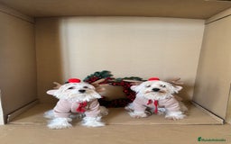 Bichón Maltés perros en venta: preciosos Bichon Maltés - Imagen 2