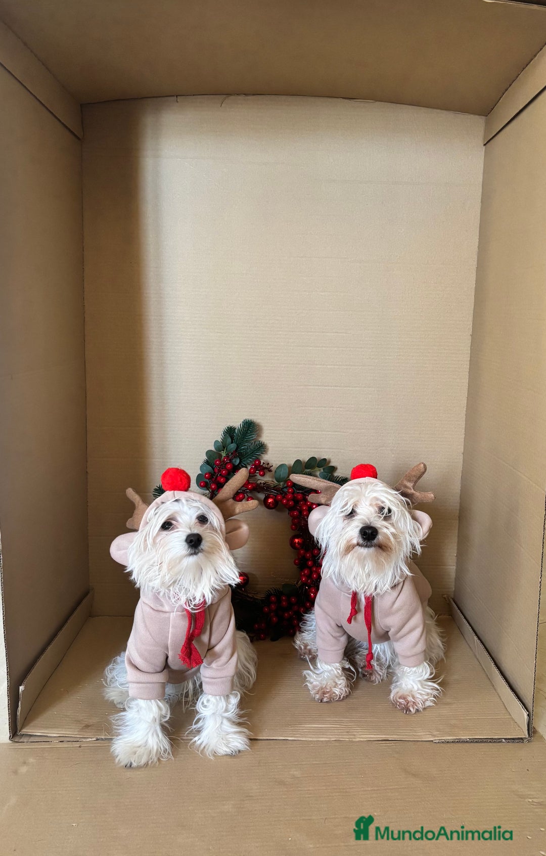Bichón Maltés perros en venta: preciosos Bichon Maltés - Imagen 2