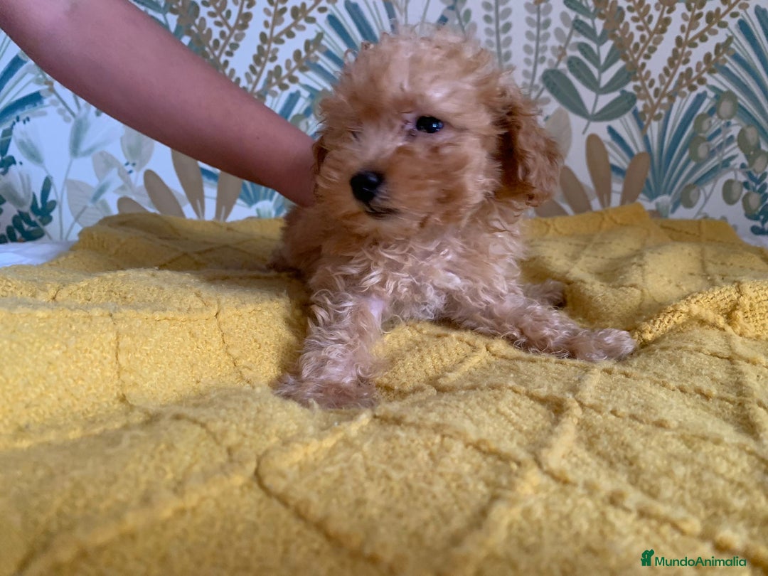 Caniche Toy perros en venta: Caniche Toy APricot - Imagen 5