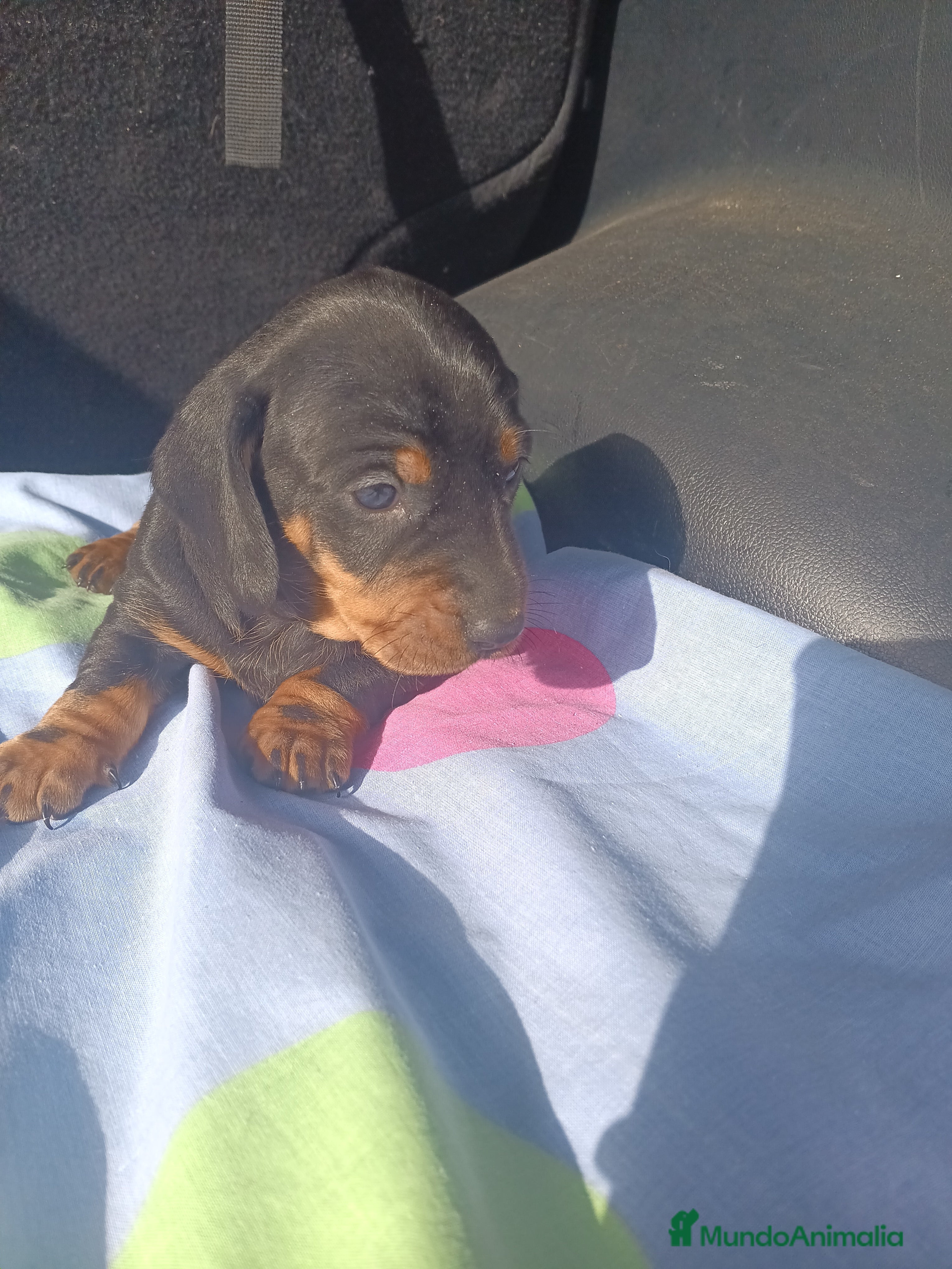 Teckel perros Teckels Mini Macho Negro Fuego - Anuncio 14