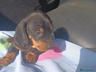 Teckel perros Teckels Mini Macho Negro Fuego - Anuncio 14