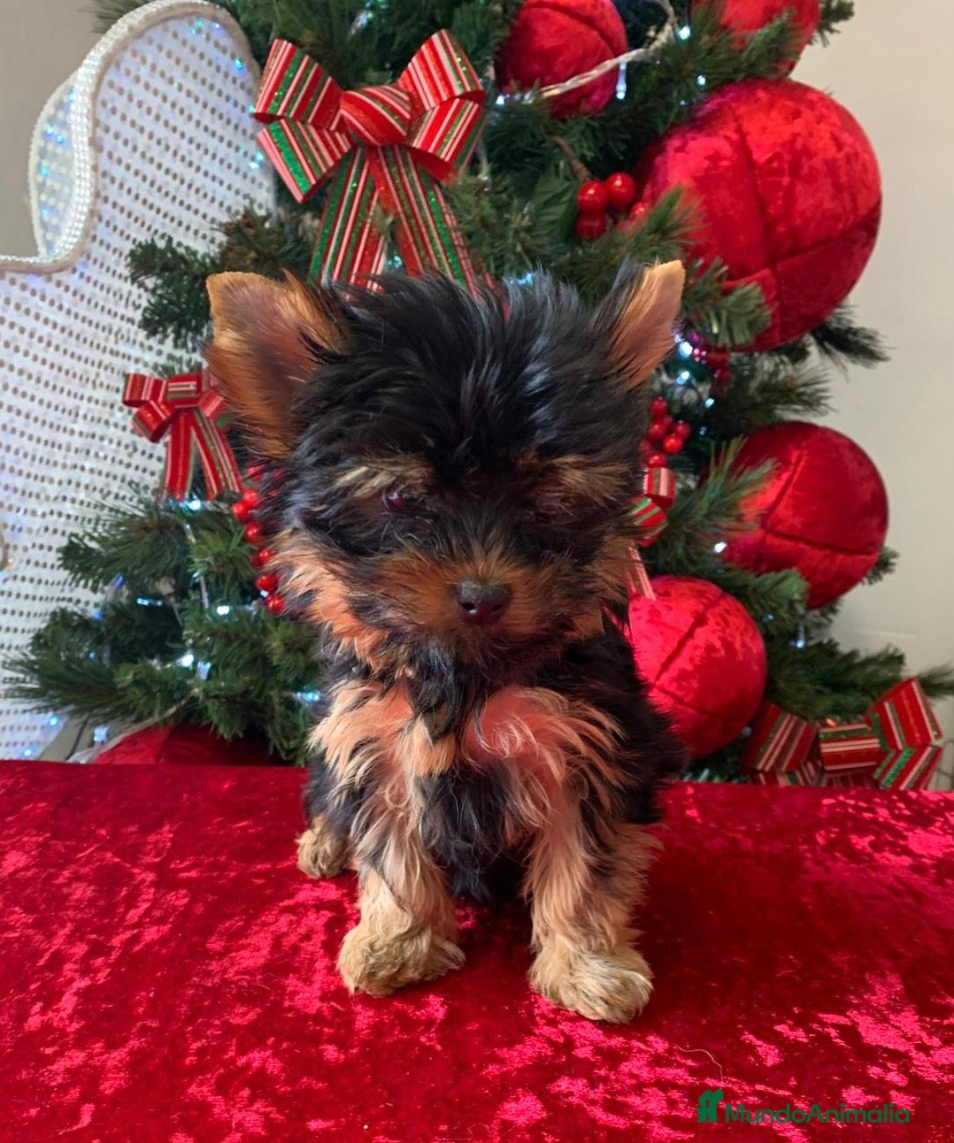 Yorkshire Terrier perros Niña de Yorkshire🐾 - Anuncio 10