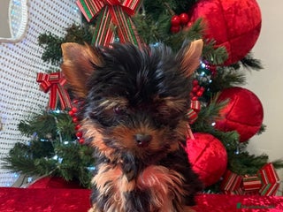 Yorkshire Terrier perros Niña de Yorkshire🐾 - Anuncio 14