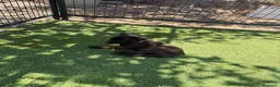 Pastor Belga Malinois perros en venta: PASTOR BELGA MALINOIS - Anuncio 26