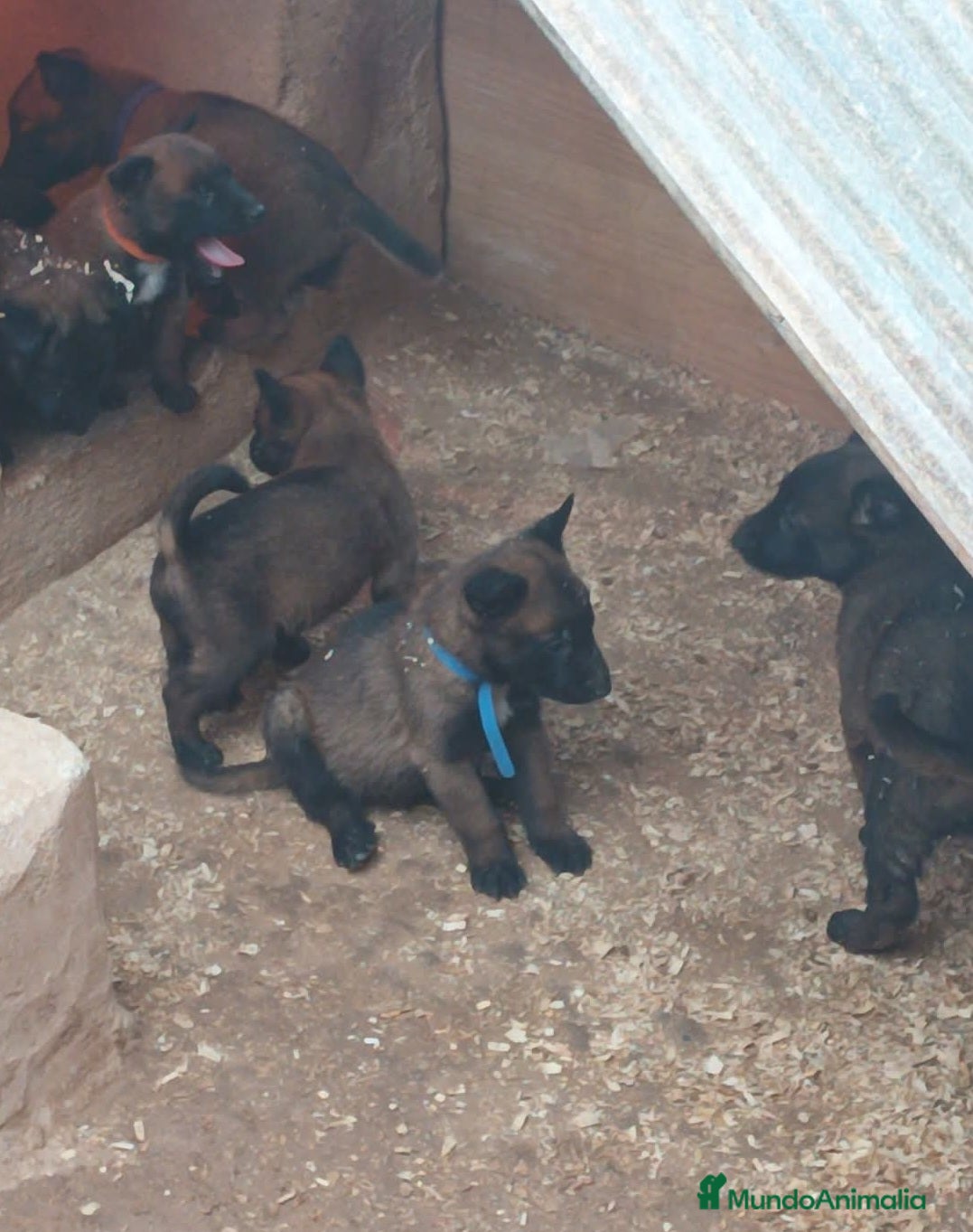 Pastor Belga Malinois perros Malinois - Anuncio 1