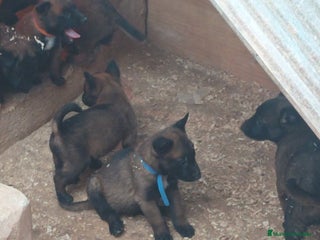 Pastor Belga Malinois perros Malinois - Anuncio 1