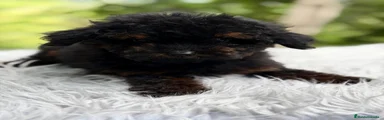 Caniche Toy 1