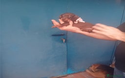 Teckel Miniatura perros en venta: ‼️‼️cachorras de teckel  kaninchen  - Imagen 4
