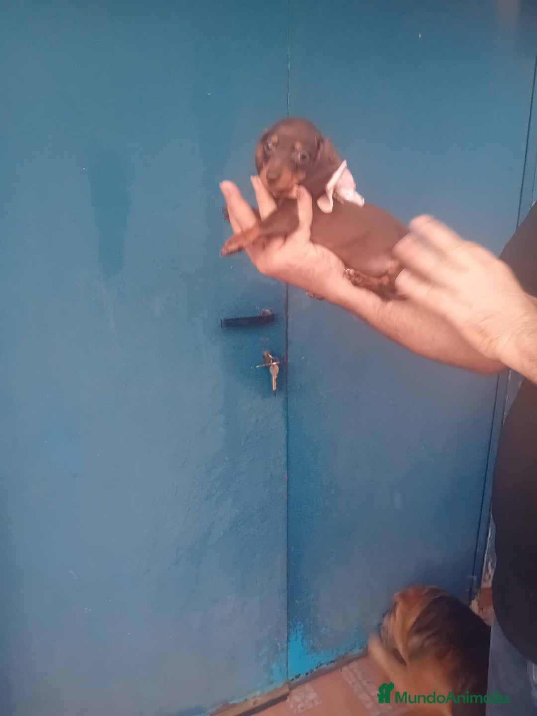 Teckel Miniatura perros en venta: ‼️‼️cachorras de teckel  kaninchen  - Imagen 4