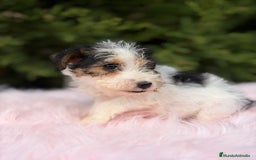 Fox Terrier de Pelo Duro perros en venta: Fox terrier - Anuncio 6