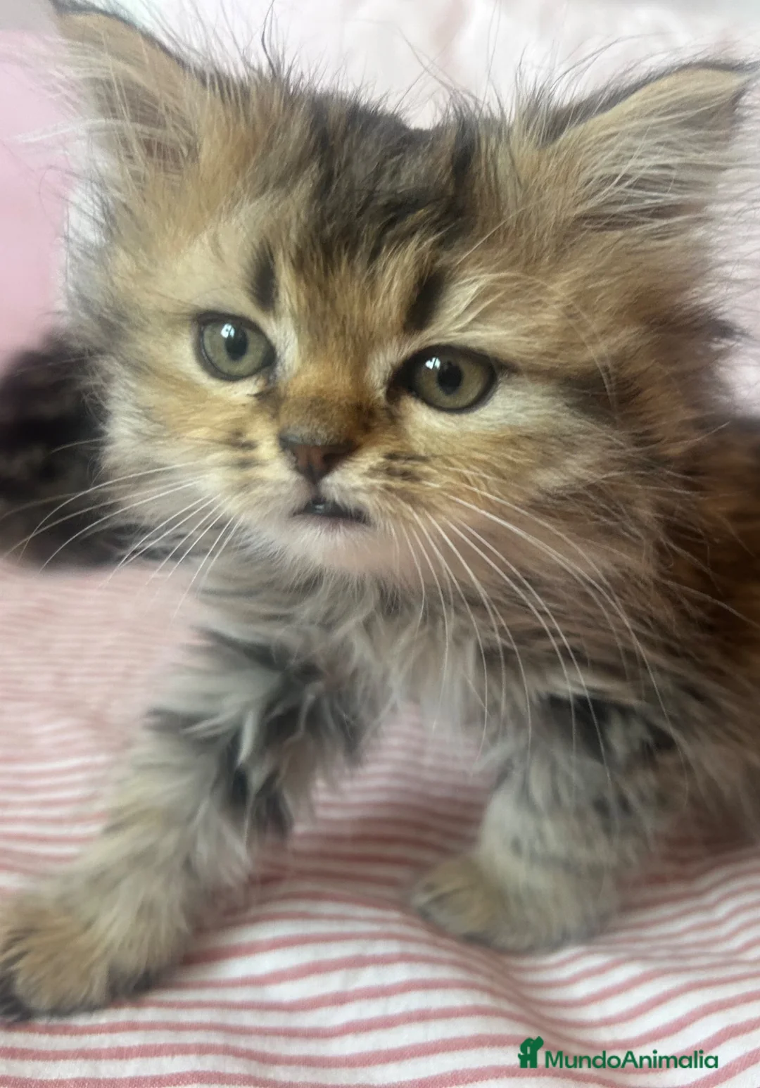 Persa gatos en adopcion: Gatos Persas - Anuncio 4