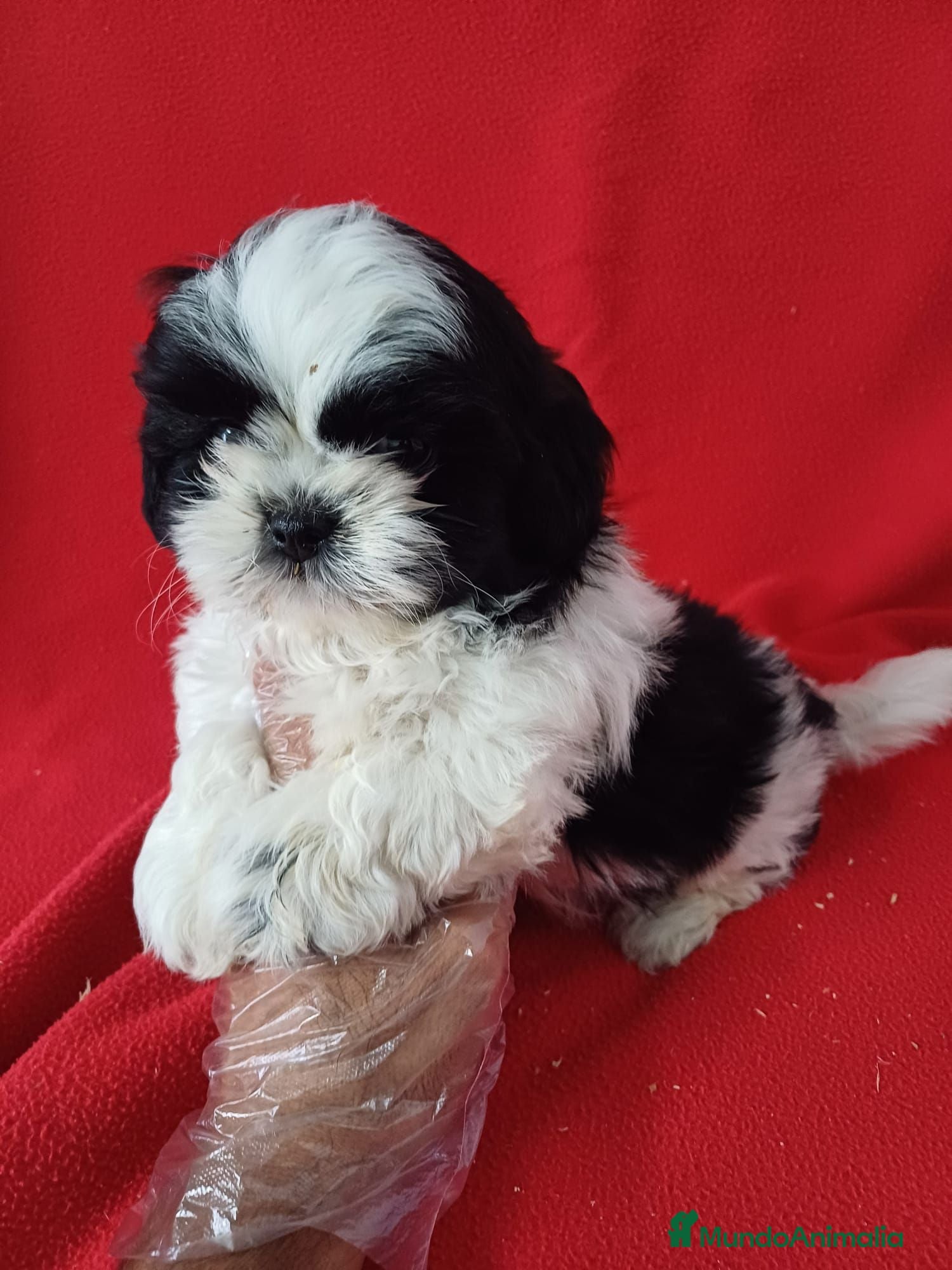 Shih Tzu perros Shitzhu  - Anuncio 5