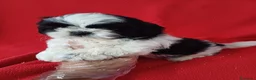 Shih Tzu perros en venta: Shitzhu  - Anuncio 1