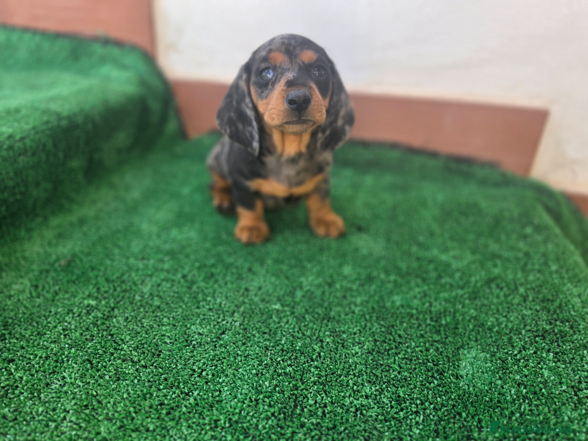 Teckel Miniatura perros TECKEL MINI ARLEQUIN - Anuncio 1