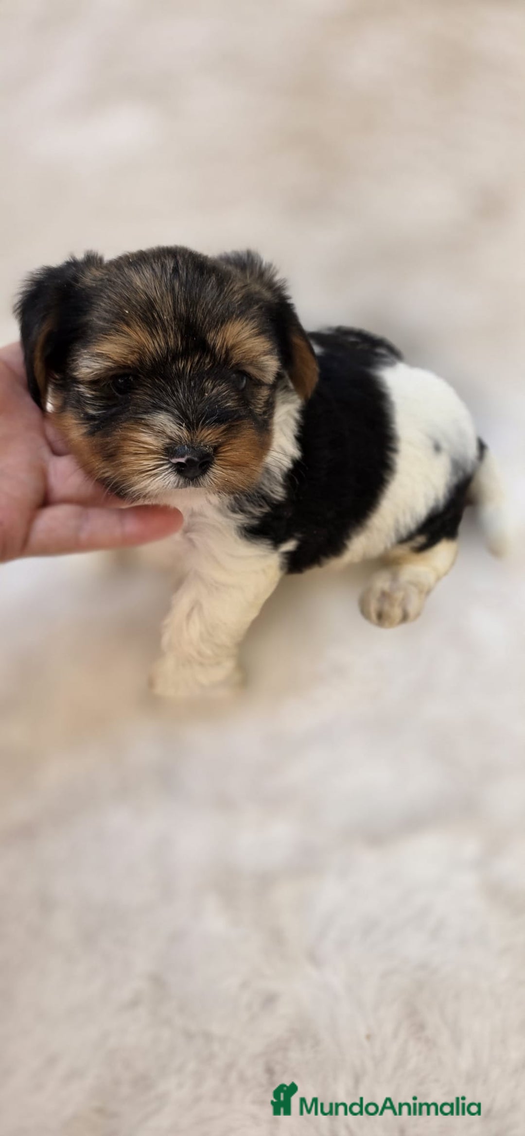 Biewer Yorkshire Terrier a la Pom Pon perros en venta: Yorkshire biewer ❗❗❗ - Imagen 1